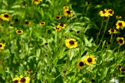 DSC_0221 (Large).JPG